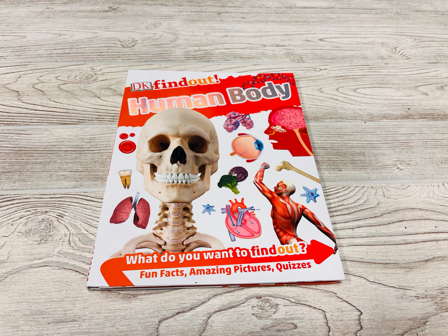 DK Findout! Human Body